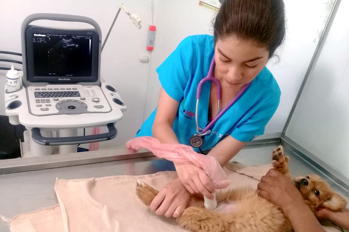 Hospital Veterinario Planeta Vida  - Latacunga Ecuador